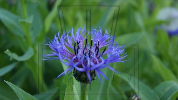eine Blüte der blauen Berg-Flockenblume